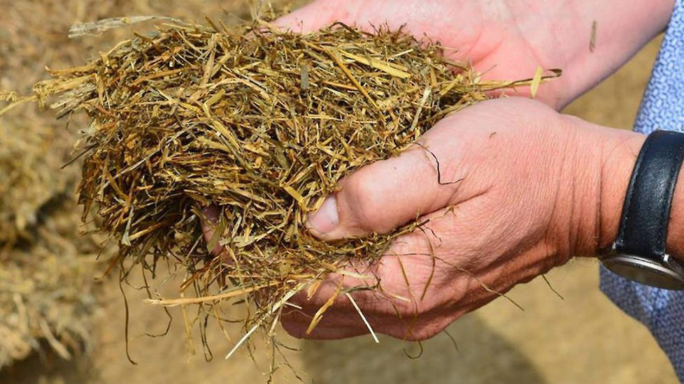 Ecosyl Vijf Belangrijke Lessen Uit Uw Huidige Graskuil Melkvee Nl