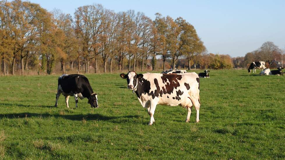 Najaarsgras Voeren Zo Zorg Je Voor Voldoende Energie Melkvee Nl