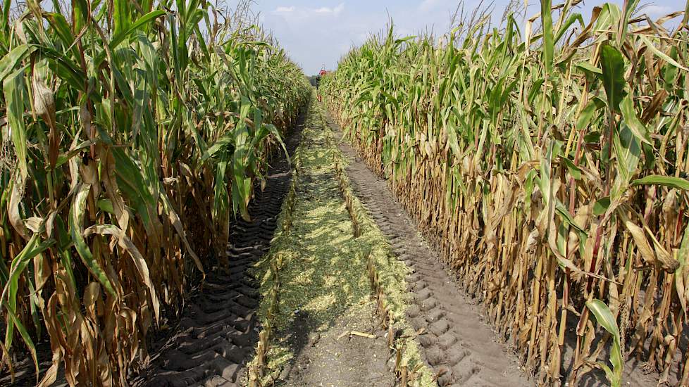 De opbrengst op het proefveld varieert van 40 tot 70 ton per hectare.