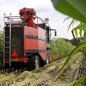 Het perceel is ongeveer 4 hectare groot. het perceel. Per ha staan er zo'n 1000 veldjes met in totaal ongeveer 1500 rassen. Ieder ras staat meerdere malen verspreid op het perceel om de betrouwbaarheid van de meet- en weeggegevens te vergroten.