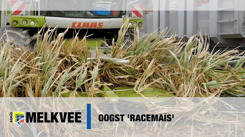 Oogst 'racemaïs'