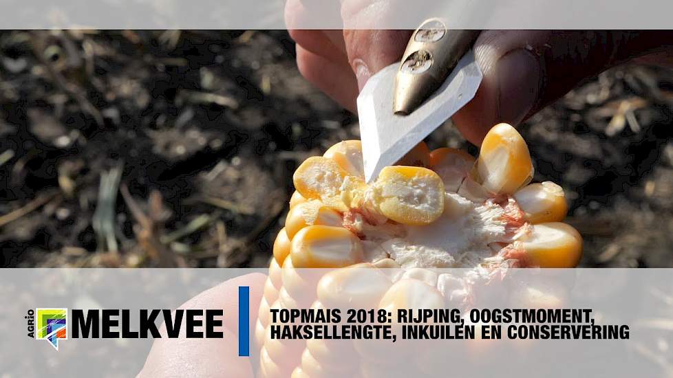 Topmais 2018: Rijping, haksellengte, inkuilen en conservering