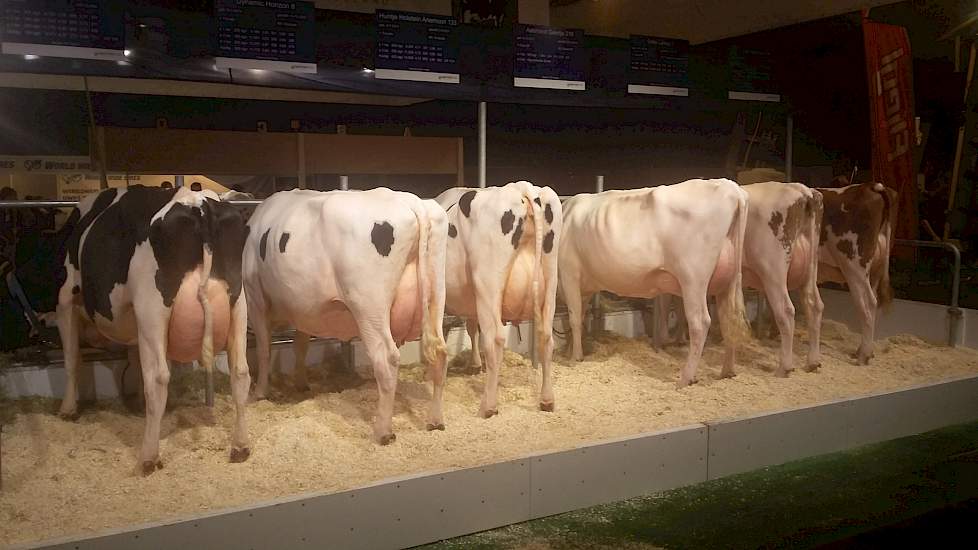 Tegenover WWS, achteraan aan de rechterkant, heeft Masterrind zes dieren op de stand. Drie zwartbonte dochters van Fanatic (Freddie x Planet) en drie roodbonte van diens zoon Filou RDC (Fanatic x Elburn). De dieren vertonen hier en daar wat slordigheidjes