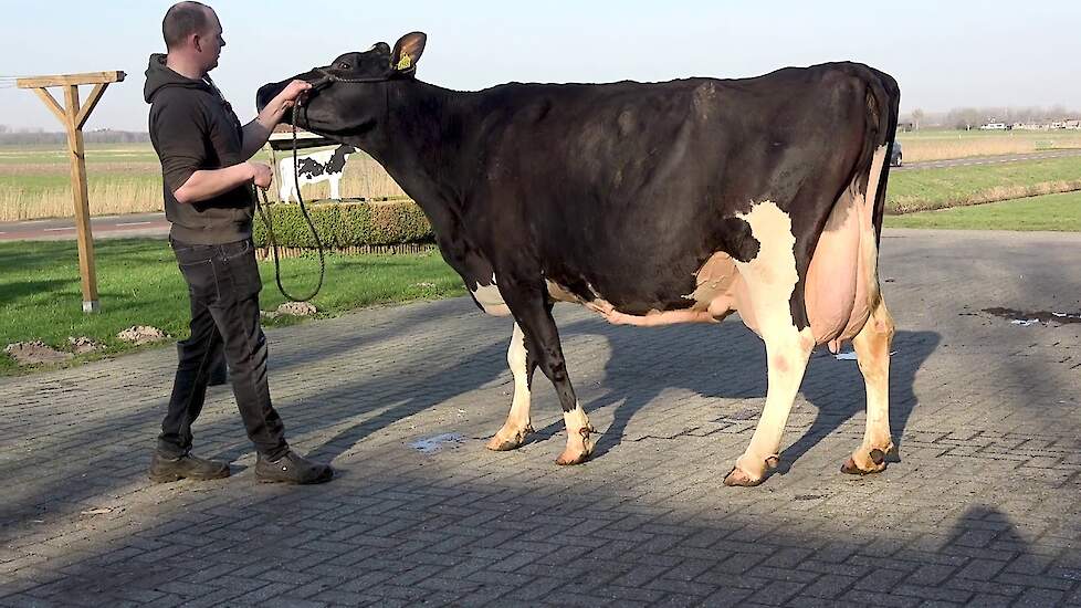 Noorder Romaine van de familie Schoonhoven uit Noordeinde (GD)