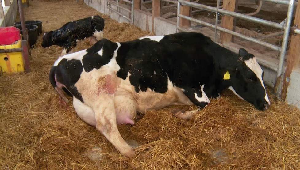 Bovenstaande afbeelding: koe met melkziekte