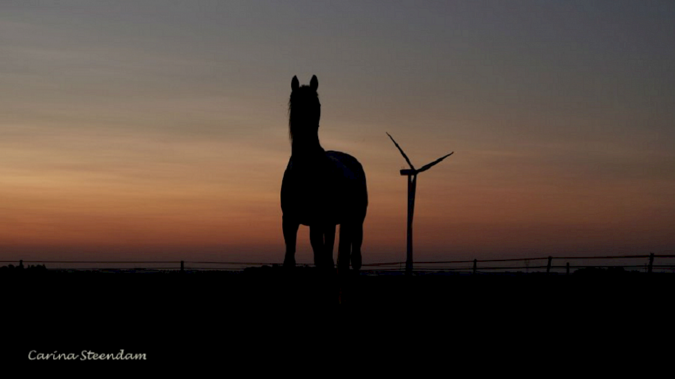 Niet alleen koeien weiden tijdens de hitte 's nachts of 's ochtends vroeg, ook de paarden van akkerbouwer Carina Steendam gaan 's avonds naar buiten in plaats van overdag. Dan staan ze in de koele stal.