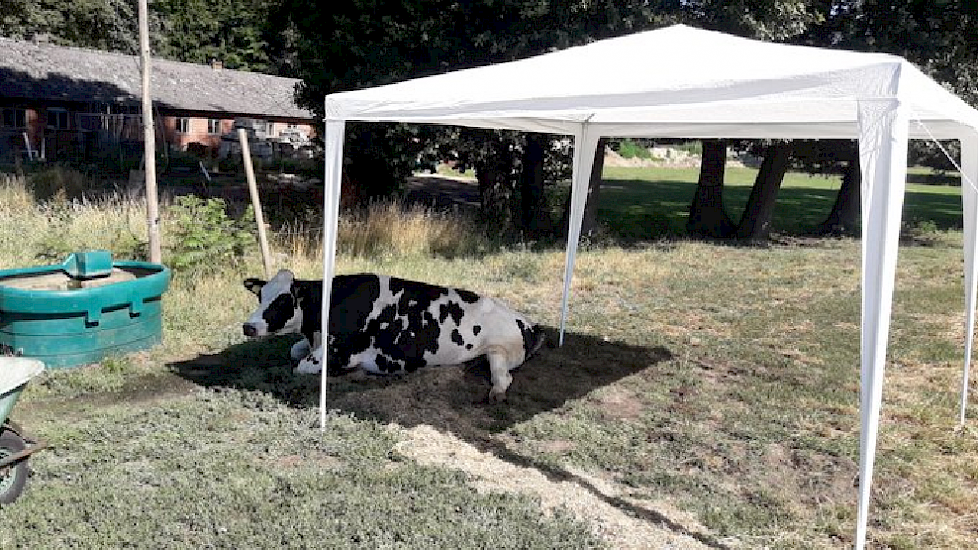 Melkveehouder Martin Oldenhof uit Losser verzorgt een zieke koe extra goed met dit weer: "Soms gaat het even niet en ben je ziek, buiten liggen in de wei is dan beter dan in de stal, maar met deze temperaturen is schaduw ook wel fijn. Daarom maar even een