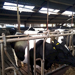 Rudie Freriks (Overijssel) heeft het jongvee binnen gehaald voor de rest van de week. Het jongvee staat onder de ventilator. "Koeien komen voor middaguur weer binnen. Misschien vanavond naar buiten, maar het blijft warm."