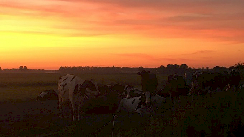 Tineke Ruijter uit Flevoland: "Vanmorgen om 3 uur op weg. Zoon wegbrengen naar Schiphol. Twee veetransporten voorbij gereden #geenhittestress Thuisgekomen bij de mooie zonsopgang nog even bij onze koeien gekeken. Ze kunnen kiezen: merendeel was binnen, ma