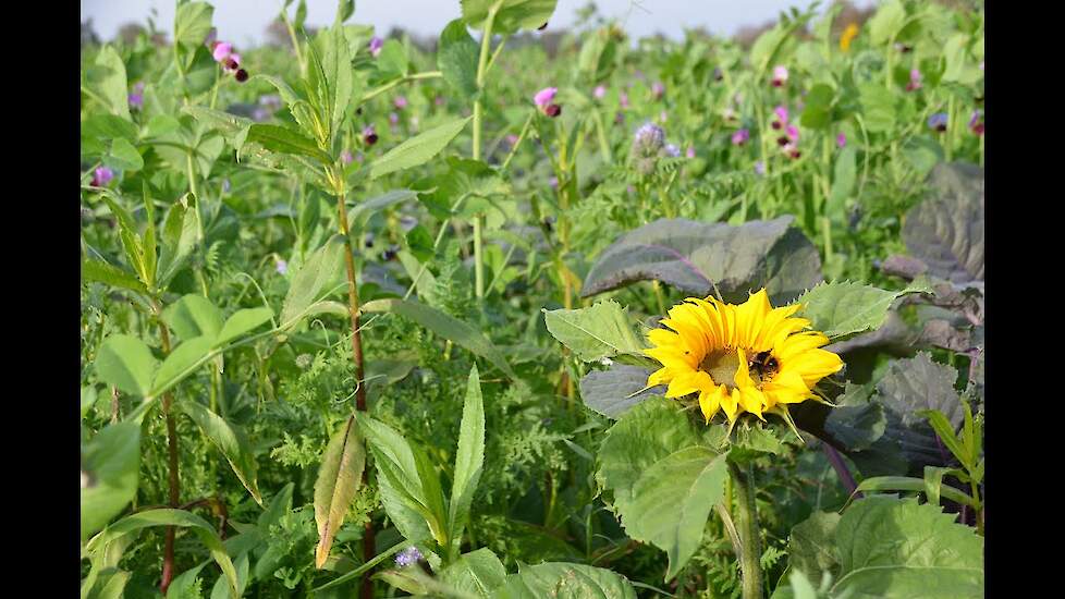 TerraLife® | Hoge opbrengsten van soortenrijke groenbemestermengsels