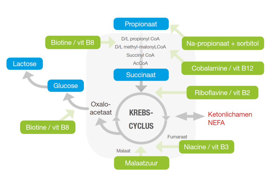 slepende krebcyclus