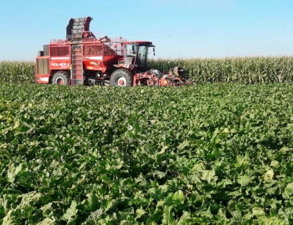 Limagrain › Fotoserie: Voederbietenoogst Van Start | Melkvee.nl ...