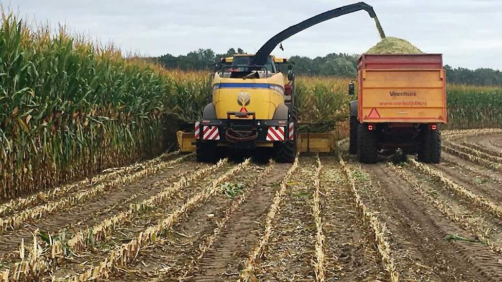 Mooie massale LG 31.205 in Helvoirt (NB) op 17 september. Vroeg rijp en toch een opbrengstpotentie van 22,3 ton ds/ha op de Rassenlijst!