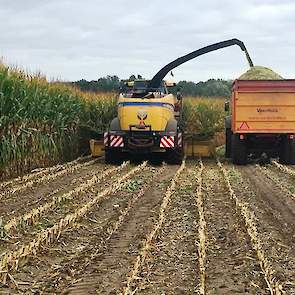 Mooie massale LG 31.205 in Helvoirt (NB) op 17 september. Vroeg rijp en toch een opbrengstpotentie van 22,3 ton ds/ha op de Rassenlijst!