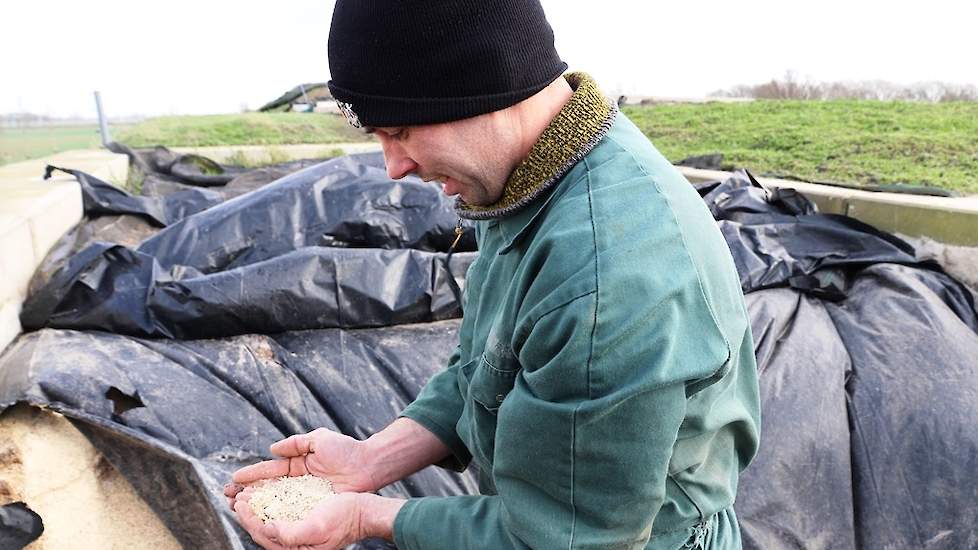 De gemalen winterveldbonen bevatten 294 gram ruw eiwit en 373 gram zetmeel. ‘Ik kan er mooi mee sturen omdat er zowel eiwit als zetmeel in zit. Ik voer momenteel 70% gras, 25% mais, 5% bonenmeel + MKS en 100 kg soja/raap.’