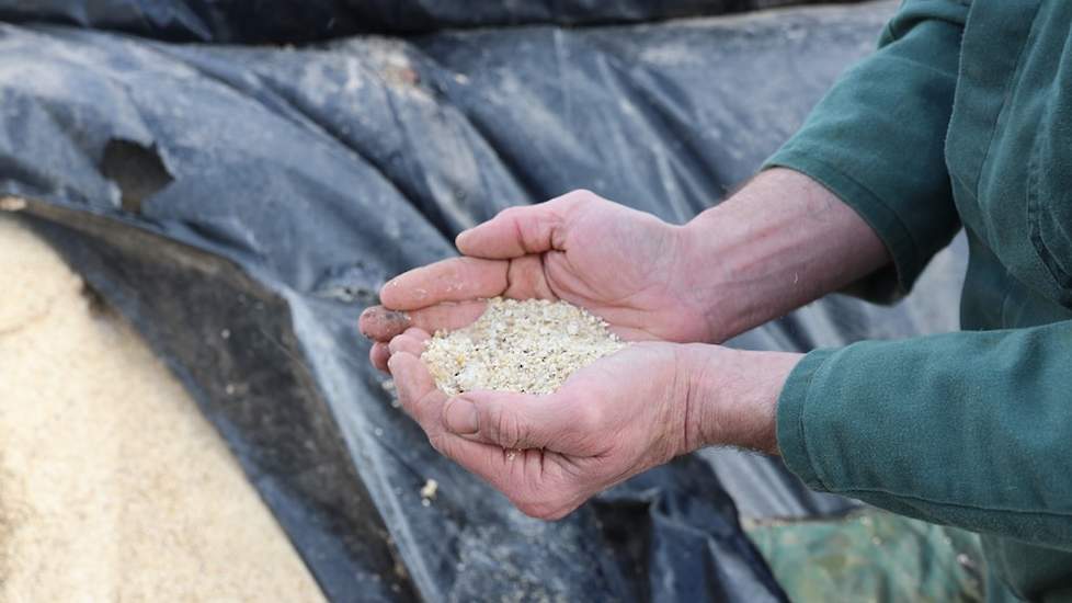 Bewaren en voeren van de gemalen bonen bevalt erg goed. ‘Er komt geen broei in, en samen met wat water plakt het bonenmeel heel goed aan het ruwvoer in de mengwagen.’