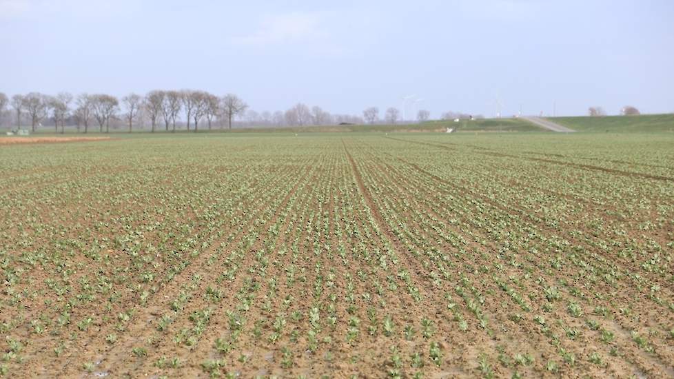 1 november 2019 liet Corné de TUNDRA winterveldbonen zaaien, dit keer volvelds. ‘Dit wil ik eens proberen om het veld sneller dicht te hebben voor de onkruidonderdrukking.’ Op 10 februari is de stand prima.