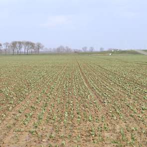 1 november 2019 liet Corné de TUNDRA winterveldbonen zaaien, dit keer volvelds. ‘Dit wil ik eens proberen om het veld sneller dicht te hebben voor de onkruidonderdrukking.’ Op 10 februari is de stand prima.