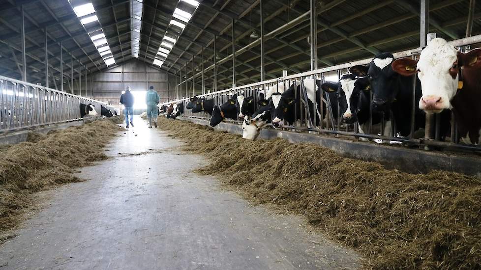 Corné melkt in de Overdiepse Polder, Sprang-Capelle (NB) 110 melkkoeien. Hij heeft regelmatig contact met Antoon Verhoeven van LG over zijn ruwvoerteelt en vervoedering.