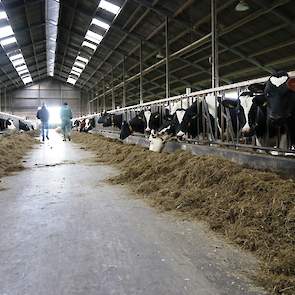 Corné melkt in de Overdiepse Polder, Sprang-Capelle (NB) 110 melkkoeien. Hij heeft regelmatig contact met Antoon Verhoeven van LG over zijn ruwvoerteelt en vervoedering.