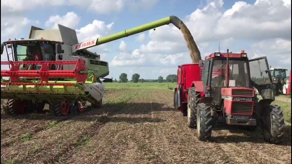 Winterveldbonen bij melkveehouder Corné Zijlmans