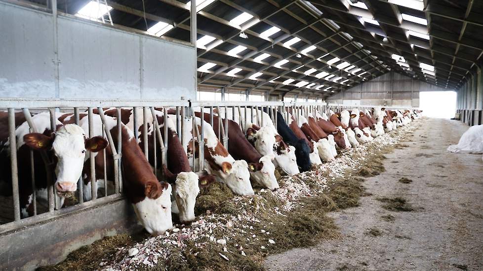 Dit beeld zegt genoeg. Na de avondmelking ligt een tweede portie voederbieten klaar. ‘Omdat de snoepjes klaarliggen hoef ik geen koe meer op te halen.’