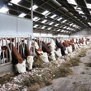 Dit beeld zegt genoeg. Na de avondmelking ligt een tweede portie voederbieten klaar. ‘Omdat de snoepjes klaarliggen hoef ik geen koe meer op te halen.’