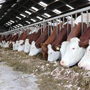 Pieter heeft berekend dat de voederbieten hem zo’n € 6.000,- extra melkgeld opleveren in de 7 maanden dat hij ze voert.