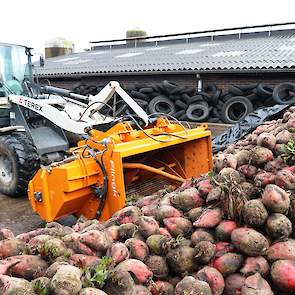 Pieter investeerde in een snipperbak. Onderweg naar de voergang worden de bieten getrommeld, waarna er mooie schone bietensnippers voor het voerhek komen. De tarra kan na het snipperen gelost worden.