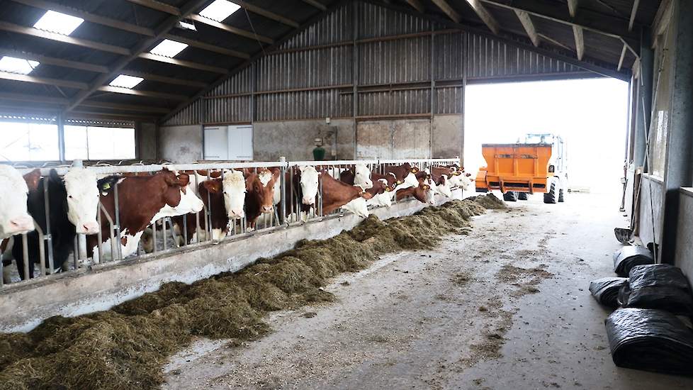 Om 10:00 voert Pieter de eerste portie voederbieten, bovenop het gras en mais dat er al ligt. De koeien staan dan allemaal klaar voor deze traktatie.