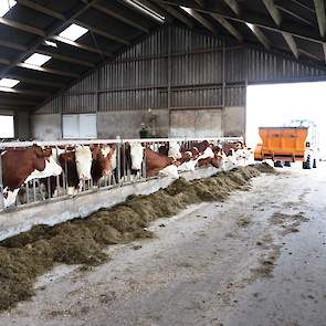 Om 10:00 voert Pieter de eerste portie voederbieten, bovenop het gras en mais dat er al ligt. De koeien staan dan allemaal klaar voor deze traktatie.