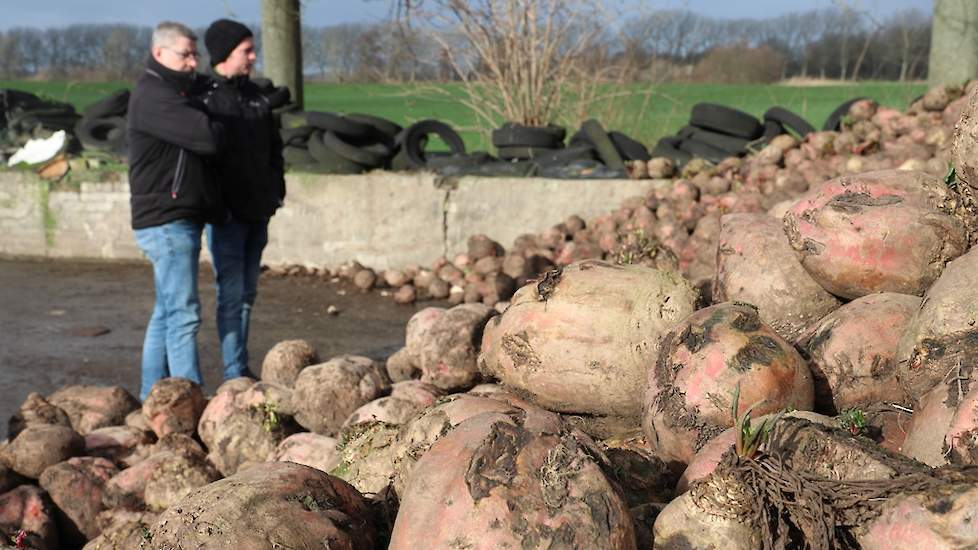 De Rialto voederbieten komen mooi schoon uit de klei-op-veengrond in het Brabantse ’s Gravenmoer. Rens wilde ze eigenlijk in 2 keer laten rooien, maar dat ging niet vanwege het natte najaar.