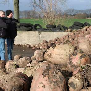 De Rialto voederbieten komen mooi schoon uit de klei-op-veengrond in het Brabantse ’s Gravenmoer. Rens wilde ze eigenlijk in 2 keer laten rooien, maar dat ging niet vanwege het natte najaar.