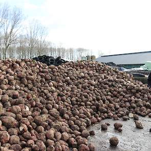 De bieten komen na mais met Italiaans raaigras als vanggewas. ‘Daar komt 10 ton vaste mest op, verder levert de grond genoeg voor de bieten.’