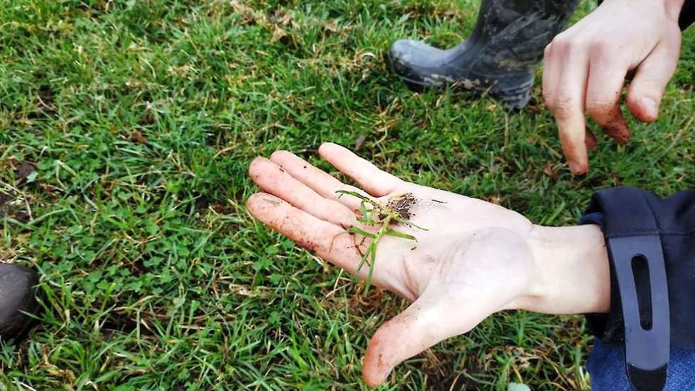 Een onderdeel van grasland beoordelen is grassendeterminatie. Vaak komt hij ruwbeemd tegen. “De kwaliteit is redelijk, maar het heeft een heel laag eiwitgehalte. Ruwbeemd wortelt ook heel ondiep, waardoor het bij droogte snel stopt met produceren.”