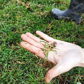 Een onderdeel van grasland beoordelen is grassendeterminatie. Vaak komt hij ruwbeemd tegen. “De kwaliteit is redelijk, maar het heeft een heel laag eiwitgehalte. Ruwbeemd wortelt ook heel ondiep, waardoor het bij droogte snel stopt met produceren.”