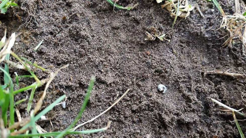 Een veelvoorkomende plaag in grasland: engerlingen (en emelten). Deze zorgen voor holle zoden en extra schade door vogels die de insecten opgraven.