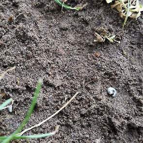 Een veelvoorkomende plaag in grasland: engerlingen (en emelten). Deze zorgen voor holle zoden en extra schade door vogels die de insecten opgraven.