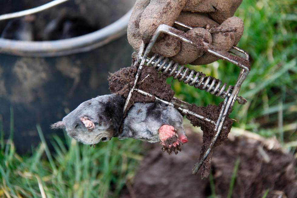 Mollen zorgen voor een verminderde opbrengst van het land.