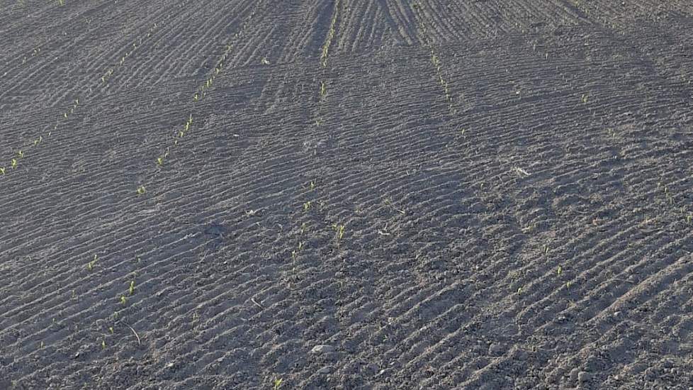 Het perceel was vanwege de droogte na het zaaien aangerold met cambridgerollen, voor een goede aansluiting van het zaad met de grond