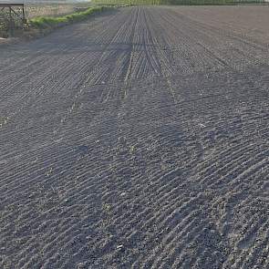 Het perceel was vanwege de droogte na het zaaien aangerold met cambridgerollen, voor een goede aansluiting van het zaad met de grond