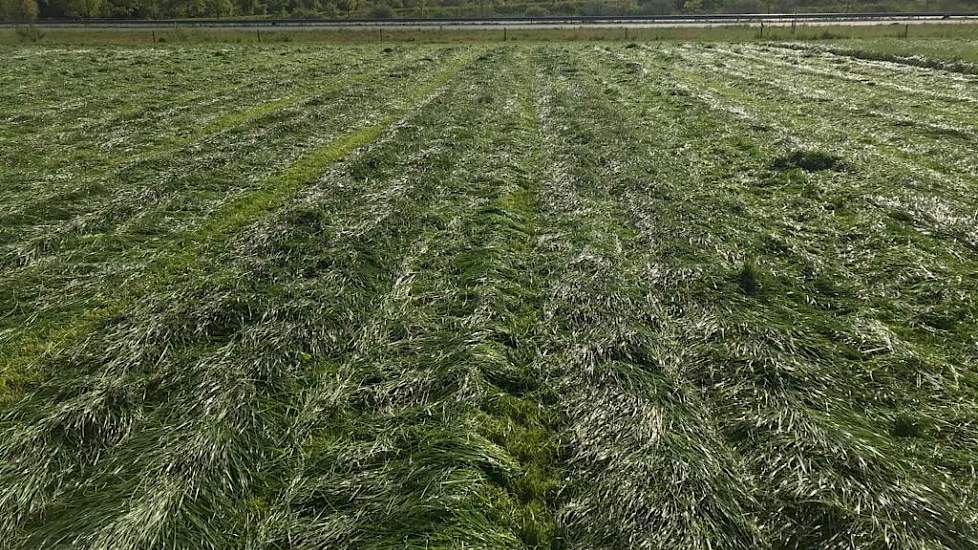 In het Brabantse Sint Oedenrode werd ook op 5 mei gemaaid, een mooie snede HAVERA 1