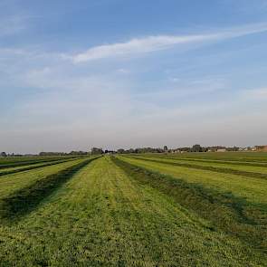 De veehouder is tevreden over de graskwaliteit. Wel is er schade door ganzen en smienten, en op sommige plaatsen door de natte winter