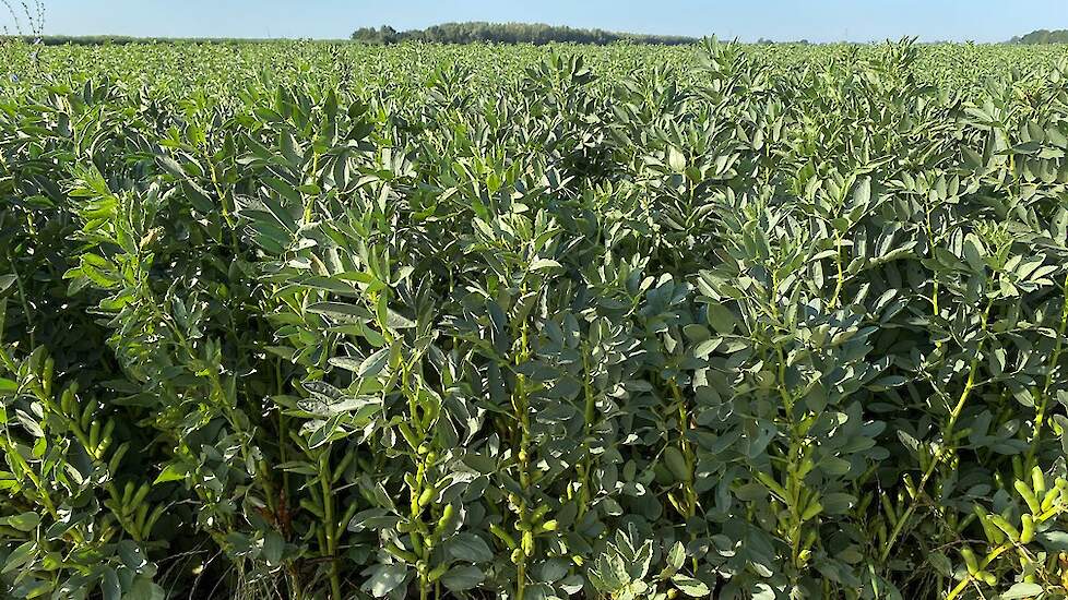 Arie Pruissen uit Werkendam teelt sinds 2016 veldbonen, toen hij LG Tundra winterveldbonen zaaide als 3e gewas. In najaar 2019 is zaaien door de vele regen niet gelukt, daarom werden het dit voorjaar LG Cartouche en LG Pyramid zomerveldbonen. Hij haalde m