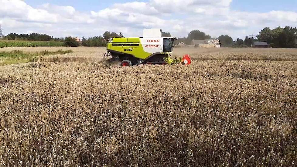 Ook melkveehouder Joris Buijs uit Etten-Leur geeft de voorkeur aan mengteelt van Tundra winterveldboon met tarwe. Zeker op de lichte gronden geeft dat onkruidonderdrukking en opbrengstzekerheid.