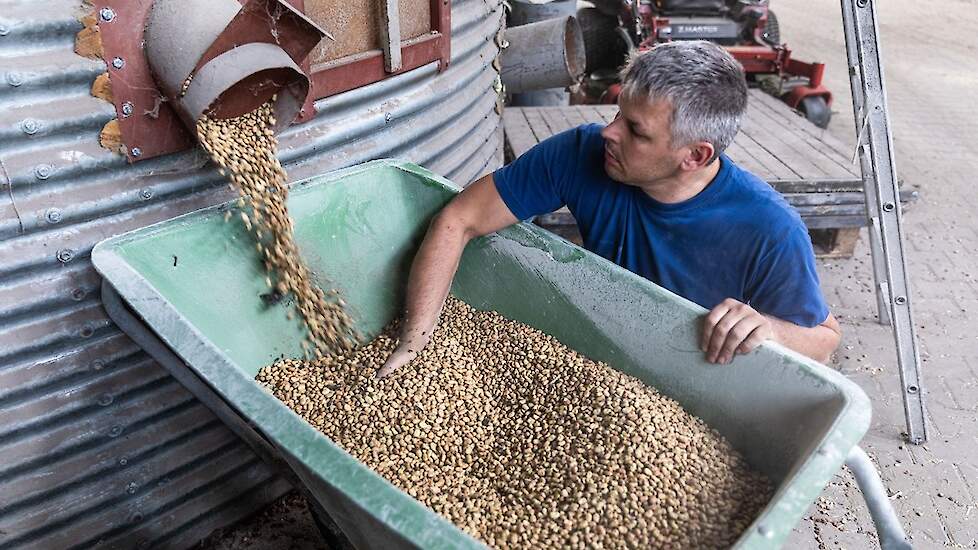 De veldbonen worden droog geoogst en in de silo opgeslagen