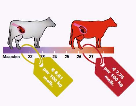 In deze figuur staat een verschil van 1,14 euro per 100 kilo meetmelk afgebeeld, tussen een afkalfleeftijd van 27 en 22 maanden. Het is een rekenvoorbeeld uit onderzoek naar de effecten van jongvee opfok in relatie tot faal- en winstkansen.* 