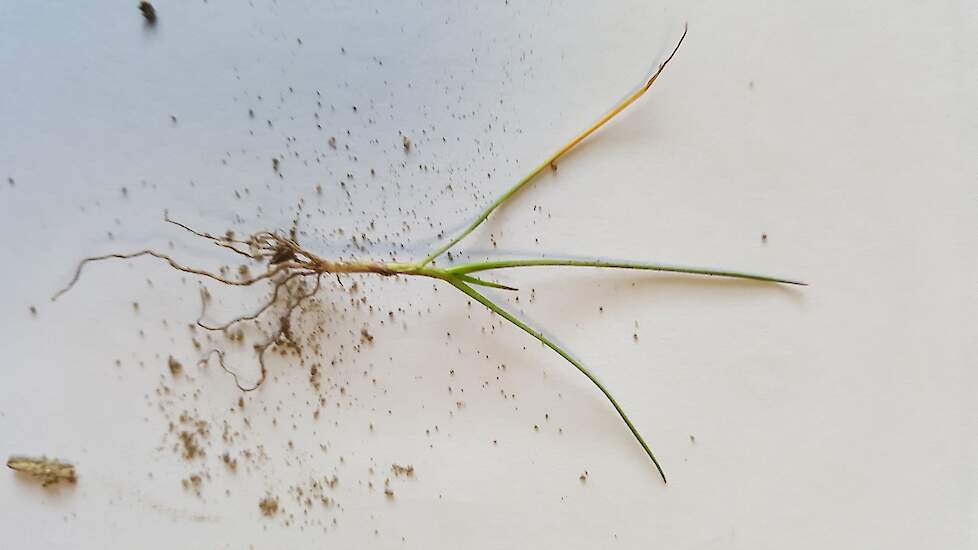 Het jongste blad van de plant krijgt een zwarte punt en kleurt geel. Er vormt steeds weer een nieuw jong blad.