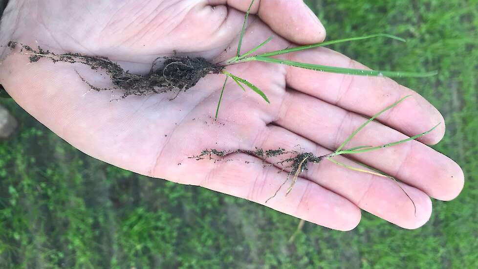 Het wortelstelsel van de planten met het schadebeeld is afgestompt en aanzienlijk kleiner dan planten die zich goed ontwikkelen op hetzelfde perceel.