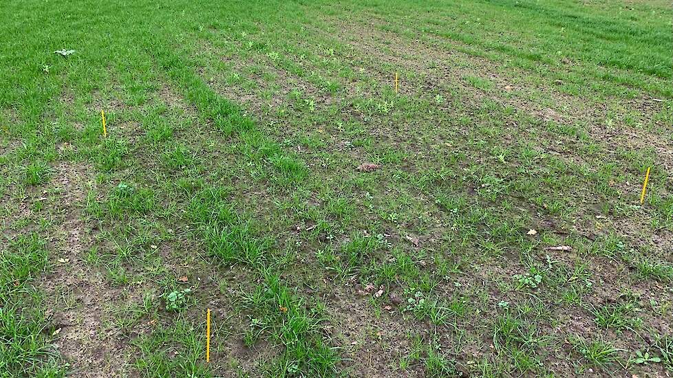 Na bemesting leeft het gras weer wat op en kleuren de gele bladeren grotendeels weer groen.